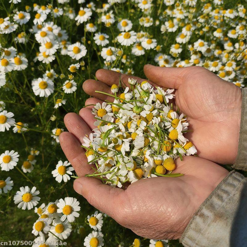 100% Natural Chamomile Dried F - Candle Making And Perfume 评论和价格